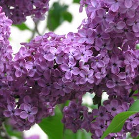 Lilac Blossom Mini Hearth